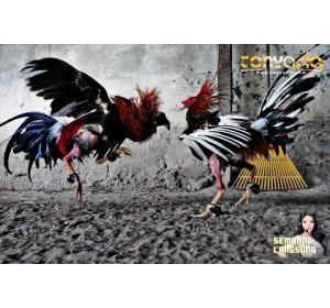 Berlomba Menang di Situs Penyedia Video | Sabung Ayam Online | Bandar Judi Sabung Ayam